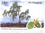 Indian Postage Stamp on Sonneratia Alba