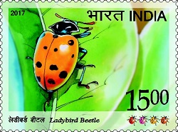 Indian Postage Stamp on Ladybird Beetle