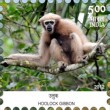 Indian Postage Stamp on Endemic Species Of Indian Biodiversity Hotspots Hoolock Gibbon