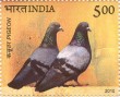 Indian Postage Stamp on Pigeon